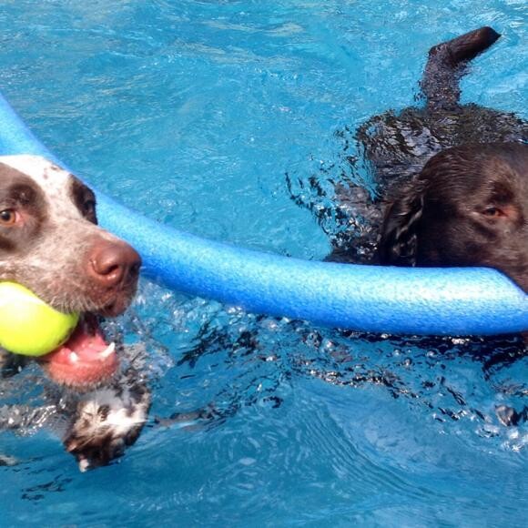 Clay swimming with his friend Possum!