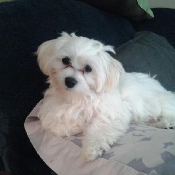 My little princess relaxing on her mountain of pillows.