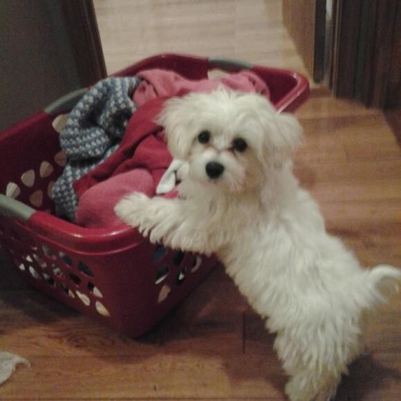 Helping Mommy with the laundry.