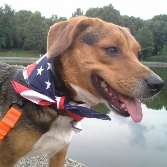 July 4th: Bea's First Bandana #BeatheBeagle