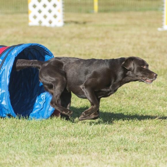 And he has halfway completed his MACH or Masters Agility Championship!