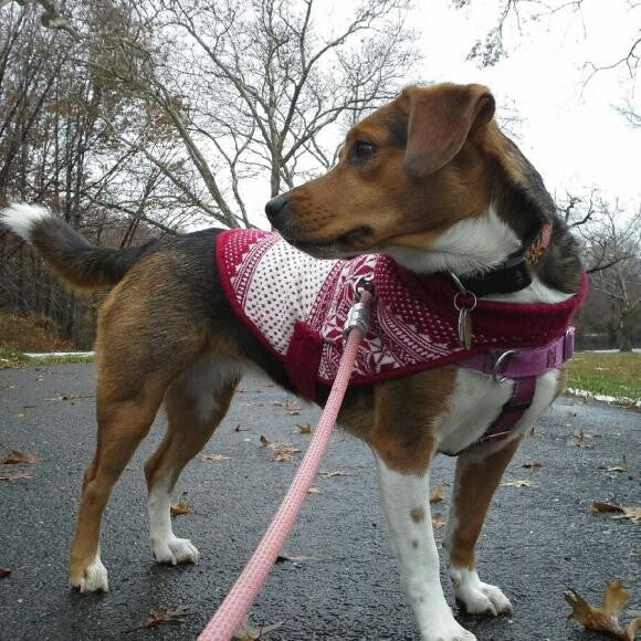 A Perfect Fall Day n#BeatheBeagle