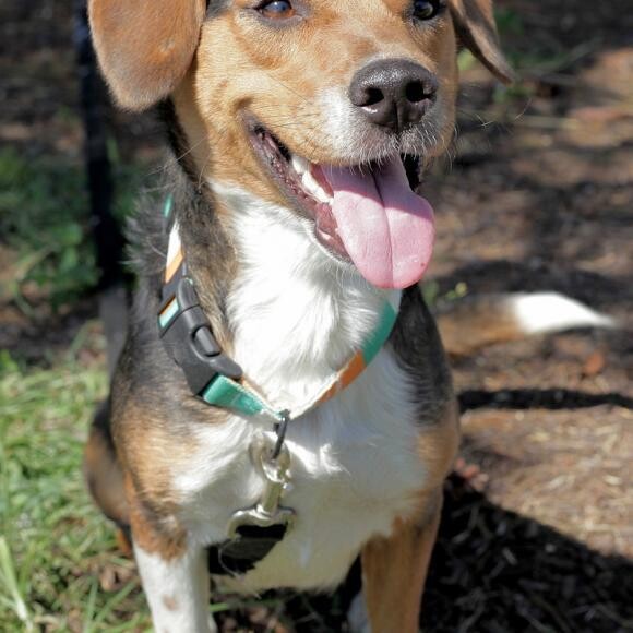 Adopted! n#BeatheBeagle
