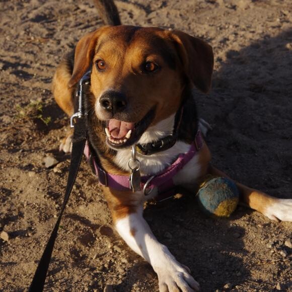Bea playing ball #lovemydog