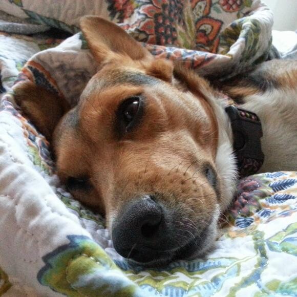 Bea, A.K.A Blanket Thief n#BeatheBeagle