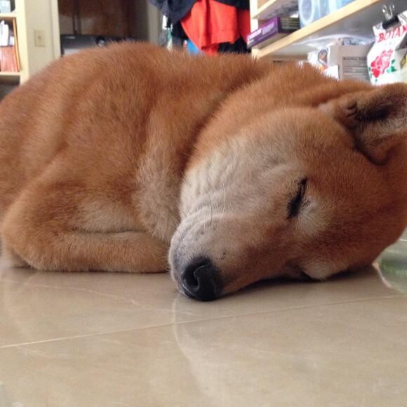 Nothing like a nice nap after a long walk!