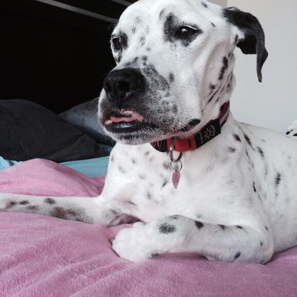 Great Food for Dalmatians