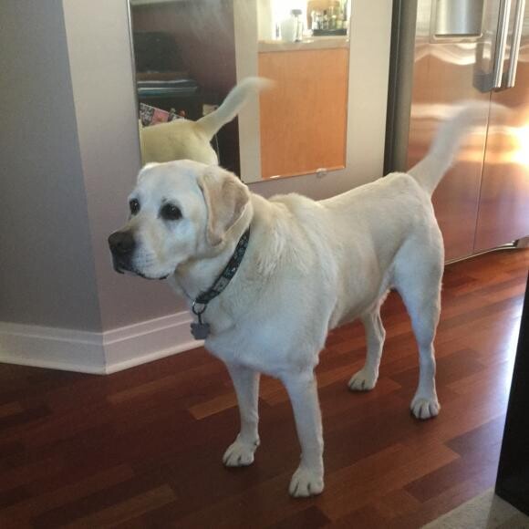 Charlie October 2015 - 22 lbs later!!