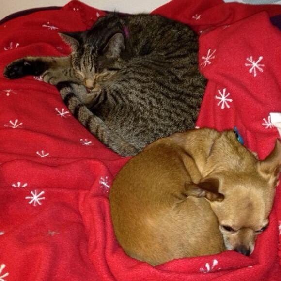 Interspecies Siblings