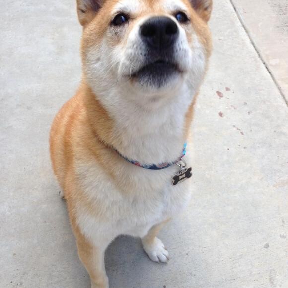 Yum, yum I love Honest Kitchen dog food and Saving Shibas rescue for saving me!