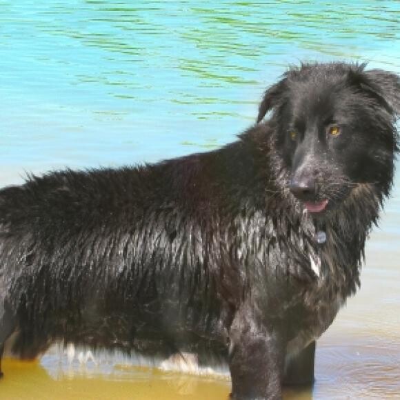 Rooney's brother, Guiness. We fostered the litter of 5, kept 3!