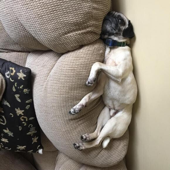 I may be a pug but I act like a cat adittude and all