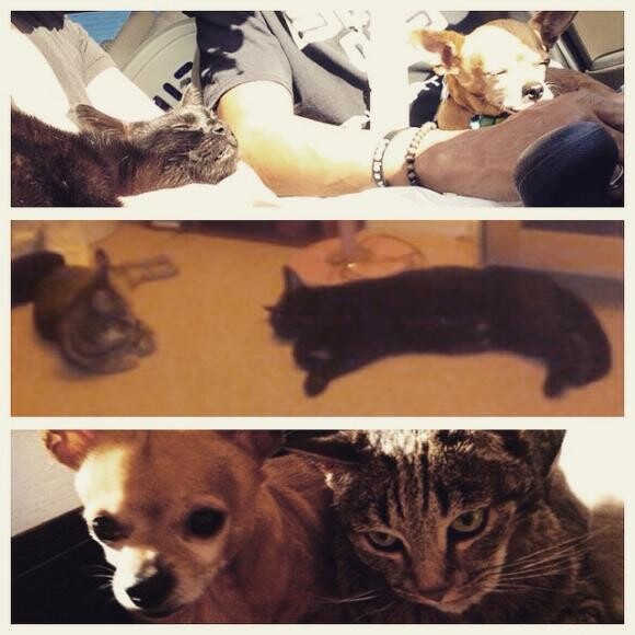 Bringing Seven back to LA nSeven and Frisky as kittens nShiggy and Fisky