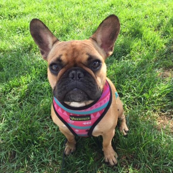 Honest Kitchen Marvel worked wonders for our frenchie with a sensitive tummy!