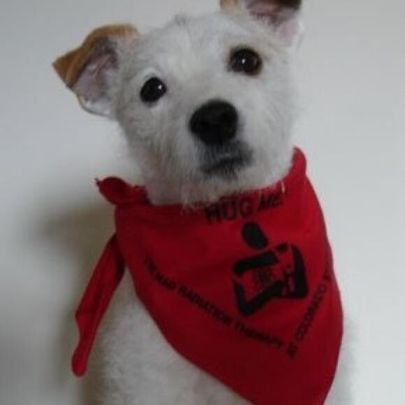 Gromit 16 yr old Jack Russell Terrier.