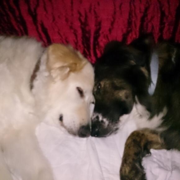 Snuggles with her fur brother :-)
