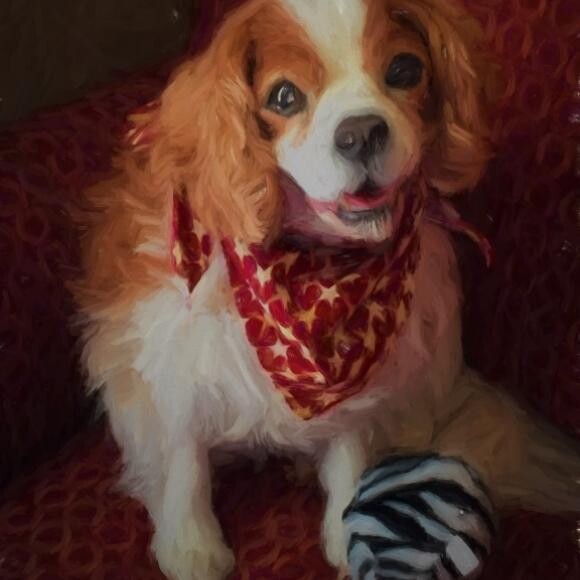 Luca after losing 12 lbs. and looking more like a puppy than a senior!