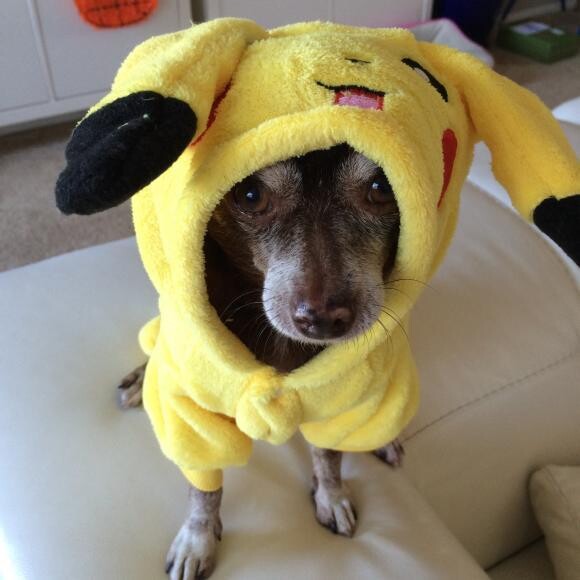 Happy is a happy senior Chihuahua mix rescue