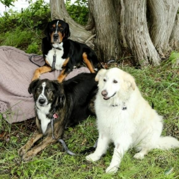 Doggy camp with friends!