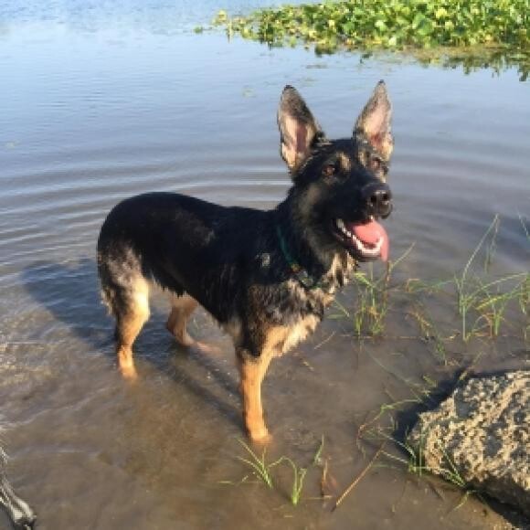 Stella