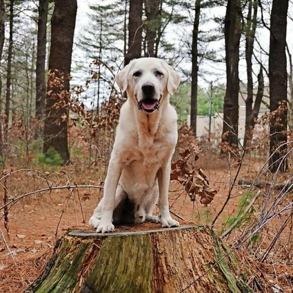Brady, age 11, Maudslay State Park in Newburyport, MA