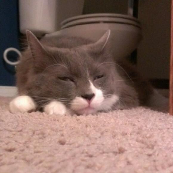 Sox loves nap time!
