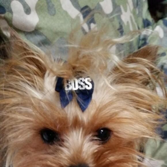 Who's the Boss...