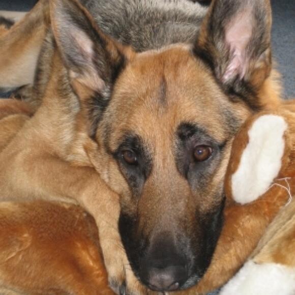 A moose toy for a pillow or a friend? Why not both!
