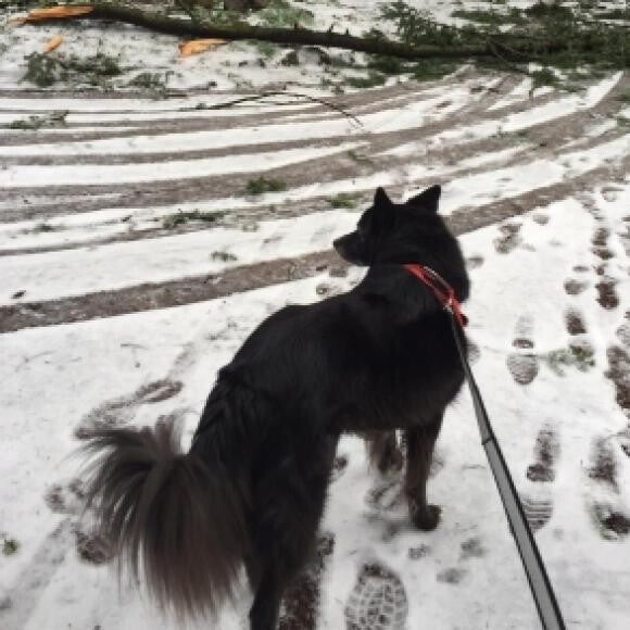 Brody enjoys walking in the snow.