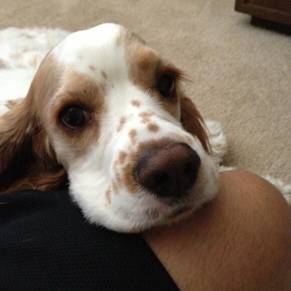 HI! I'M TOBY THE THERAPY DOG!