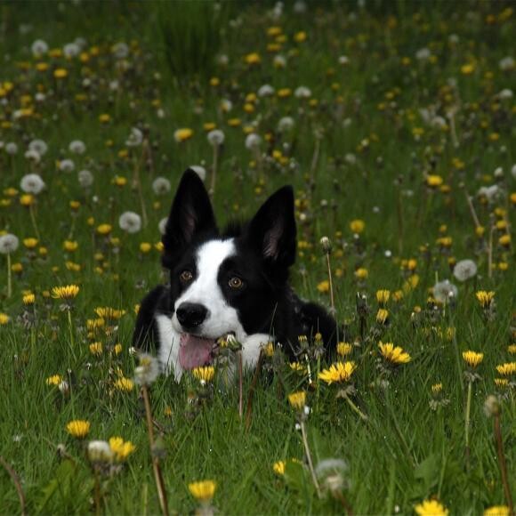 Hiding in Dandelions