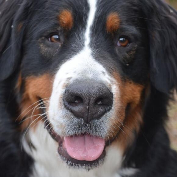 Enzo