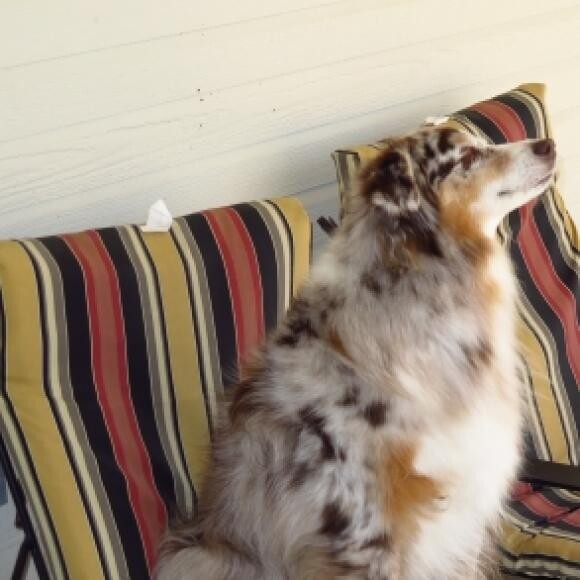 Ulee likes to sit on lawn chairs and get some sun when he's not chasing rabbits.
