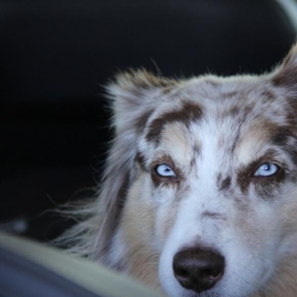 We like to go for rides and find rabbits to chase.