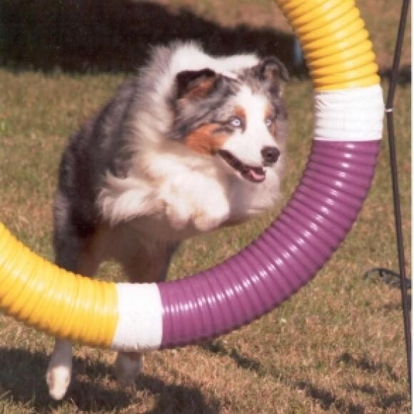 Agility competition doing the tire jump