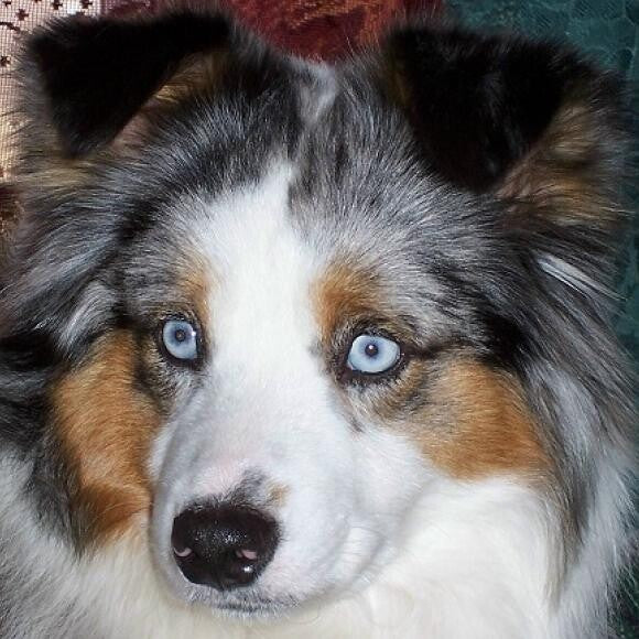 Smokey Valley's Neko nConf. Grand Champion,Obedience Champion, Agility Champion n