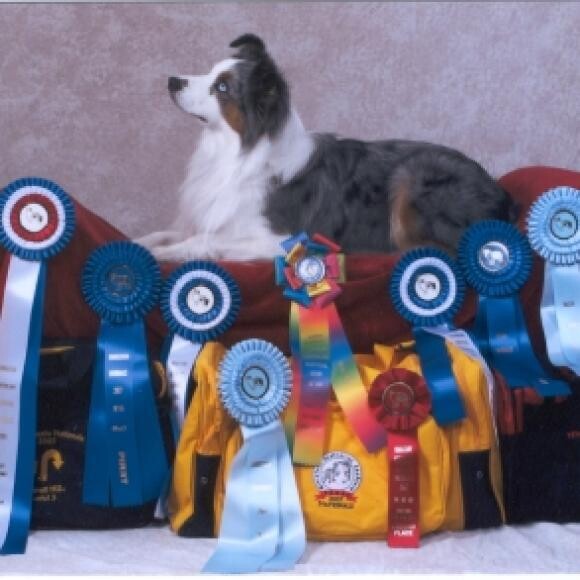 2007 MASCA/NAMSCUSA Mini Aussie Nationals Most Versatile Aussie Winner