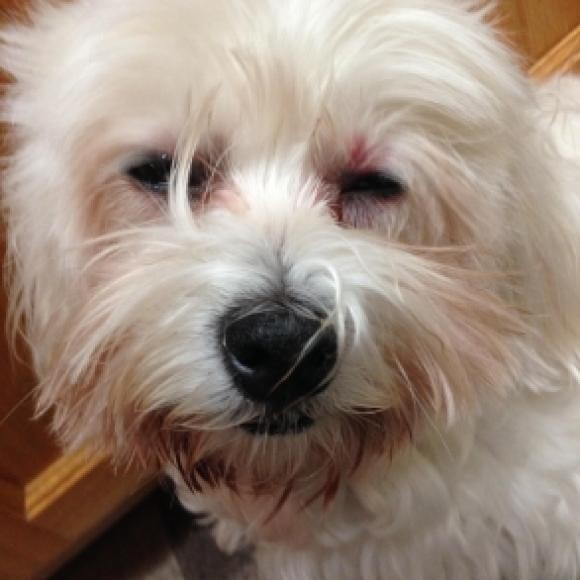 Before: nRed stained beard. nAllergy from Flea/ Heart guard medication (*eye )