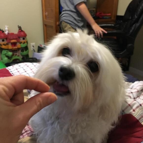 Meet Zoey - eating her favorite snack - a blueberry!