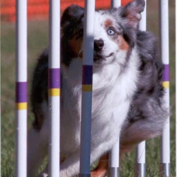 Neko in his action packed one eye weave. Picture doing the weave poles