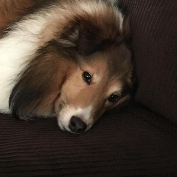Meet Chewy