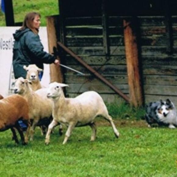 Herding at the 2009 MASCA Mini Aussie Nationals at Purina Farms, MO