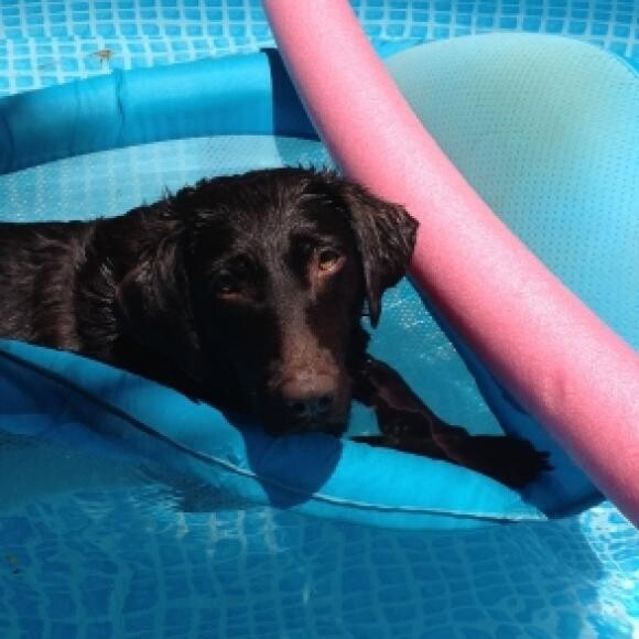 Dixie Loves to hang out in the pool when she is not being a Therapy Dog