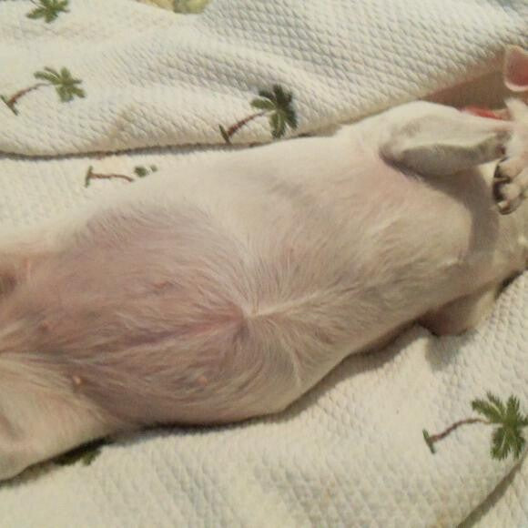 my chihuahua (babe)