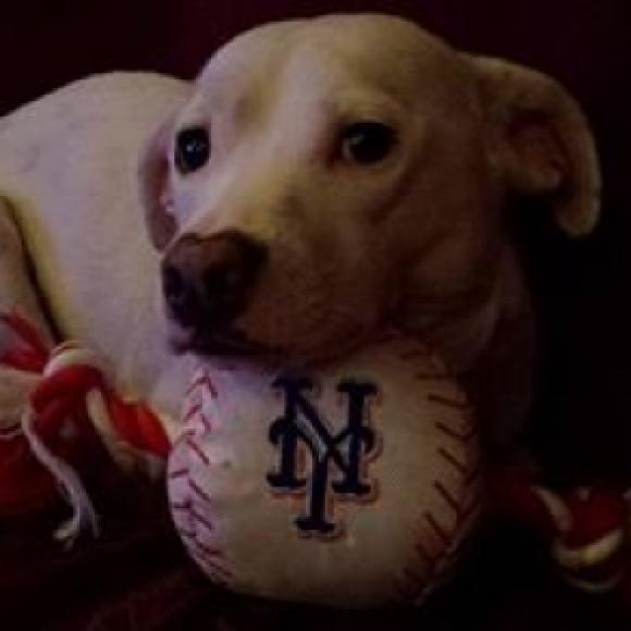 Hope with his Mets Toy! Lets Go Mets!
