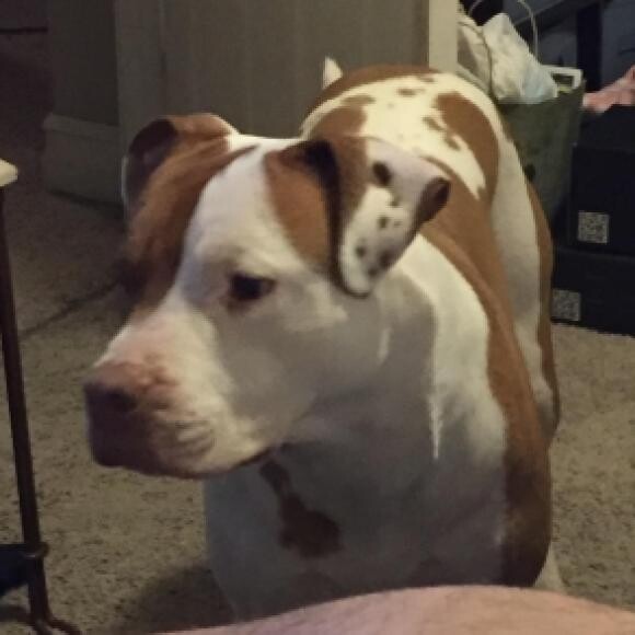 Surri, our three year old rescue from the humane society. She is kindest soul.