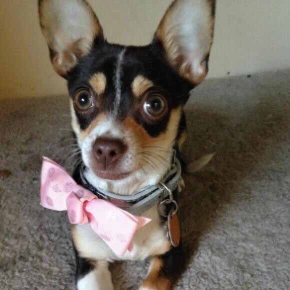 Liara, the two year old chihuahua rescued from a puppy mill shut down.