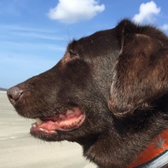 Dixie watching the birdies at the Beach