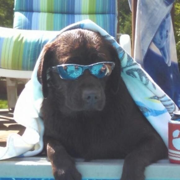 Kona Bean LOVES to Swim!!