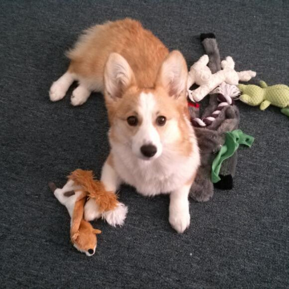 ALL THE TOYS!